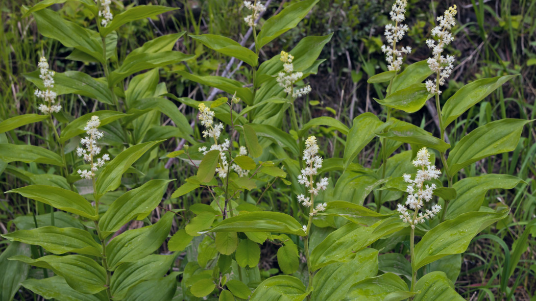 Majówka groniasta (Maianthemum racemosum)