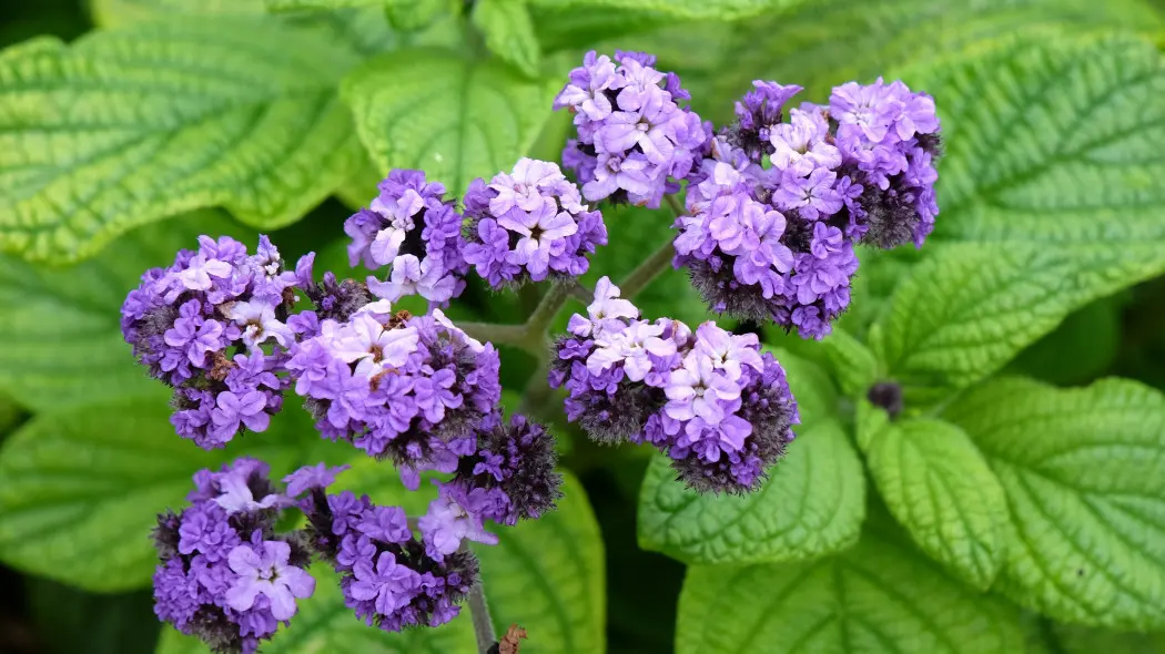 Heliotrop peruwiański (Heliotropium arborescens syn. Heliotropium peruvianum)