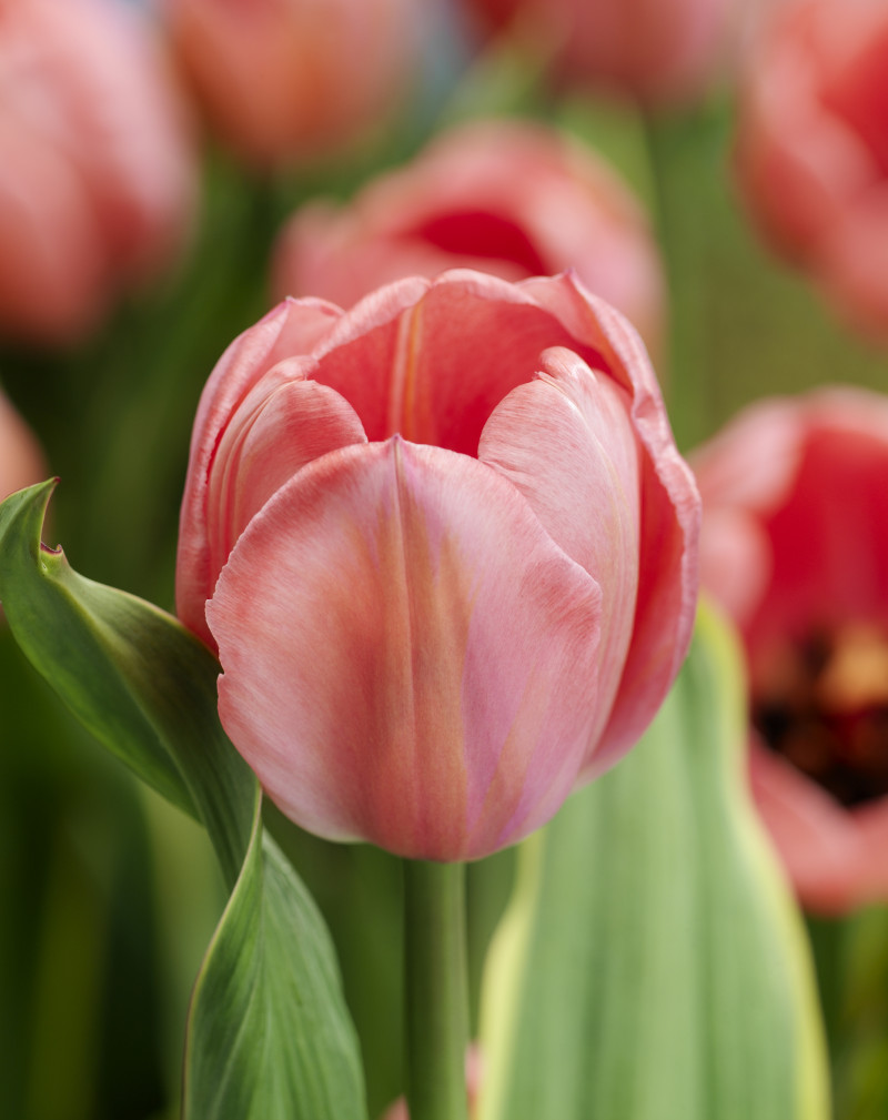 Tulipany Darwina (Darwin Hybrid) - Wysokie, imponujące i długowieczne – idealne na rabaty i większe kompozycje.