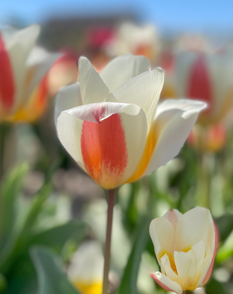 Tulipany botaniczne Niskie, naturalne i odporne – świetnie się rozmnażają i długo utrzymują w ogrodzie.
