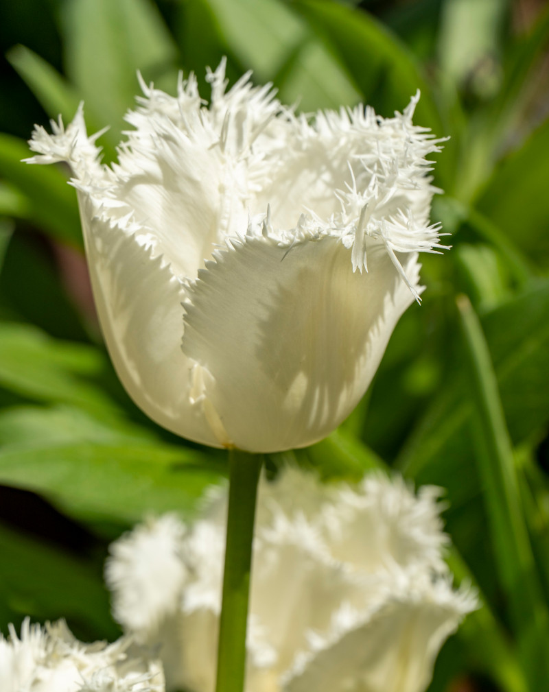 Tulipany strzępiaste (Fringed) - Kwiaty z dekoracyjnymi, postrzępionymi brzegami płatków dodają ogrodowi wyjątkowej lekkości.