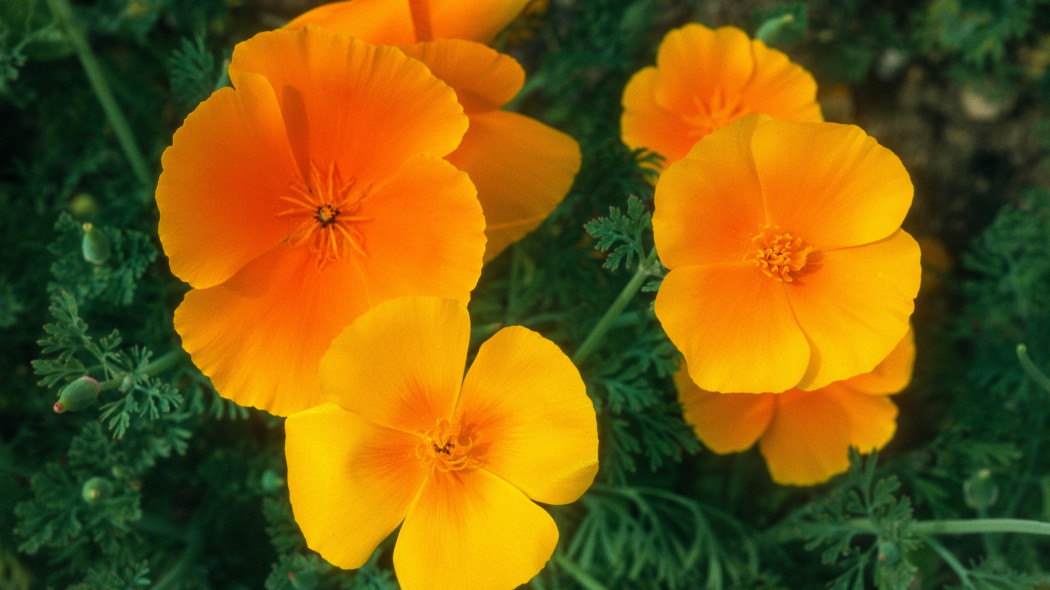 Maczek kalifornijski, pozłotka , eszolcja (Eschscholzia californica)