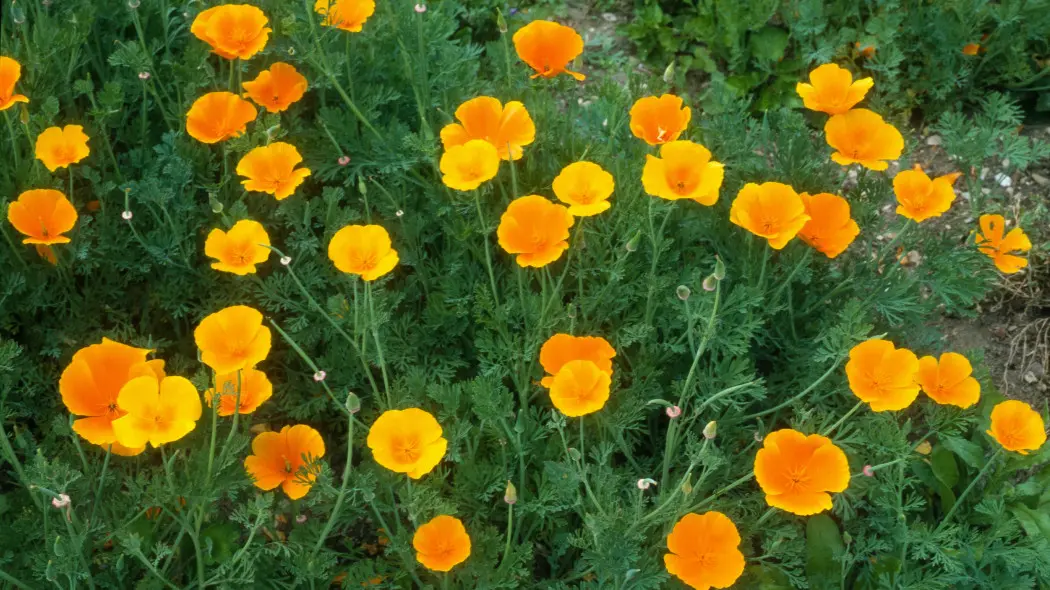 Maczek kalifornijski, pozłotka , eszolcja (Eschscholzia californica)