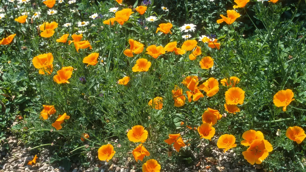 Maczek kalifornijski, pozłotka , eszolcja (Eschscholzia californica)