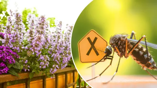 Pożegnaj komary bez chemii – jedna roślina odgoni je z tarasu