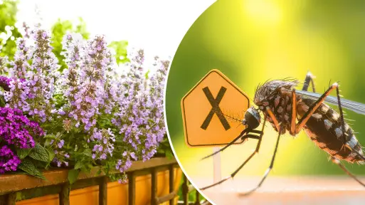 Pożegnaj komary bez chemii – jedna roślina odgoni je z tarasu