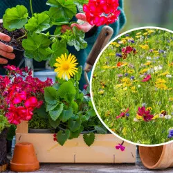 Kwietna łąka w donicy? Balkon zamieni się w raj dla pszczół