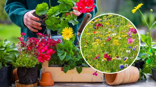 Kwietna łąka w donicy? Balkon zamieni się w raj dla pszczół