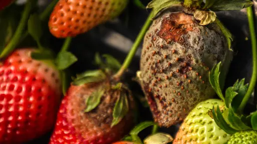 Truskawki gniją i pleśnieją po deszczu? Ten oprysk ochroni zbiory, ale są też naturalne metody