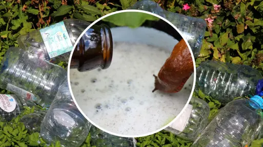 Plaga ślimaków w ogrodzie? Internet zna genialny sposób, ale... czy na pewno działa?