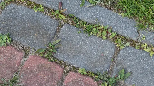 Zarośnięta kostka brukowa – co zrobić żeby kostka nie zarastała mchem, chwastami i porostami?