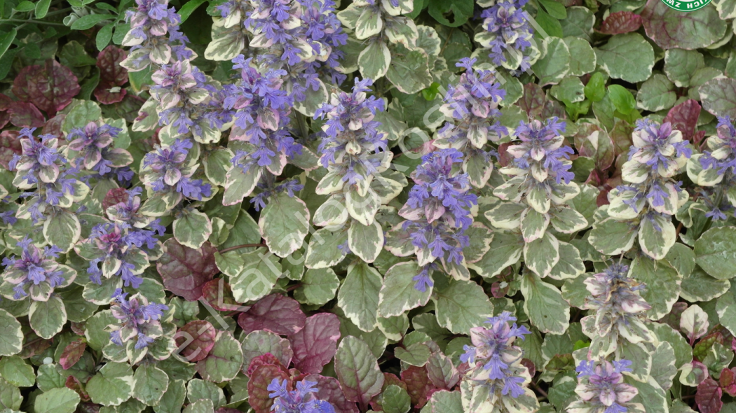 dąbrówka rozłogowa Ajuga reptans Burgundy Glow fot. Grzegorz Falkowski 