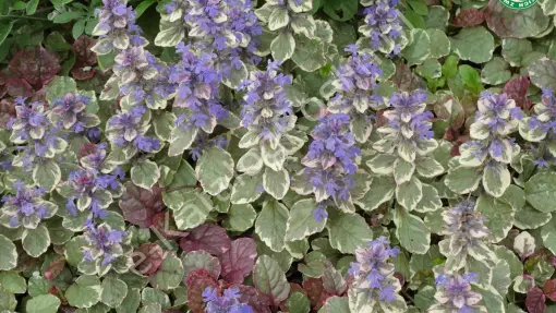 Dąbrówka rozłogowa 'Burgundy Glow'