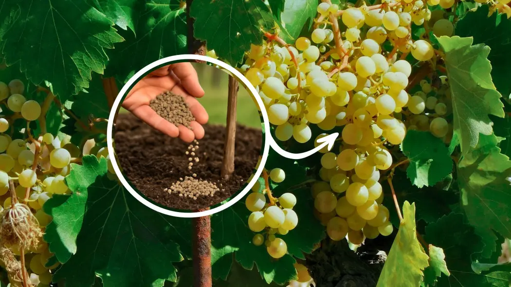 Podsyp tym winogrona, a będziesz zbierać kiście owoców