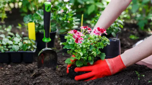Sadzenie pelargonii do gruntu – czy warto? Które nadają się do tego najlepiej?
