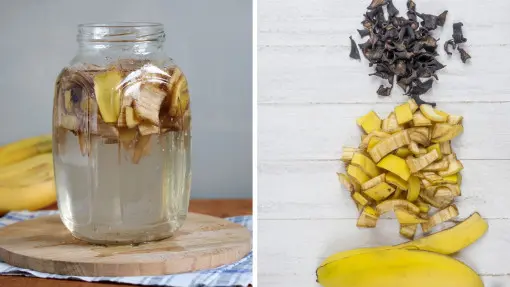 Nawóz z bananów – jak zrobić, stosować i do czego wykorzystać?