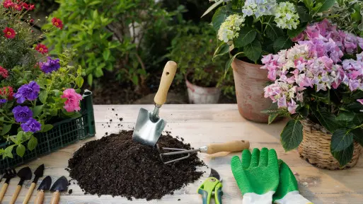 Domowy nawóz do hortensji – skuteczne i naturalne sposoby nawożenia