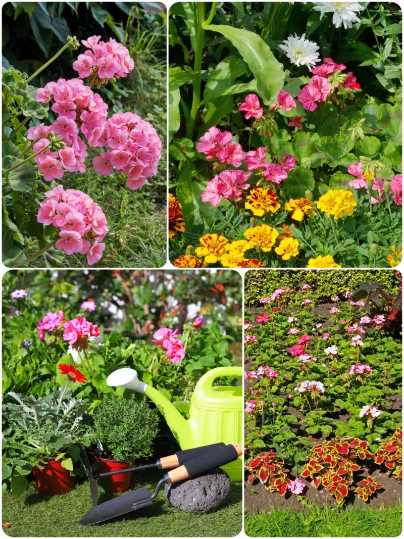 Pelargonie na rabatach w ogrodzie - sadzenie do gruntu