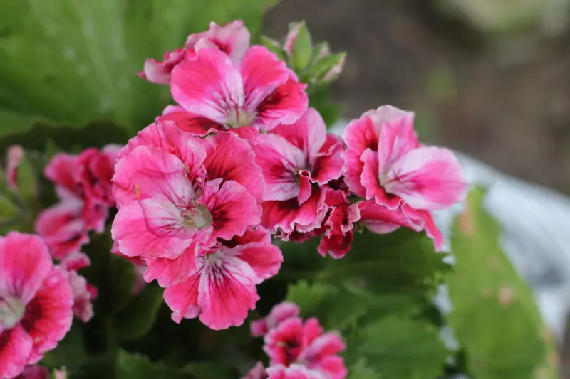 Pelargonia angielska, a właściwie wielkokwiatowa