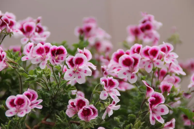 Pelargonia anielska - Angel's Eyes
