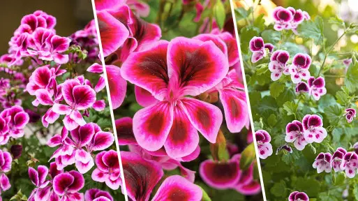 Pelargonie angielskie czy anielskie? A może ciągle wielkokwiatowe? Sprawdź, czym się różnią