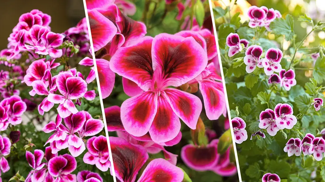 Pelargonie anielskie, wielkokwiatowe, angielskie