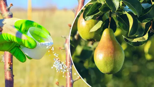 Nawożenie gruszy w ogrodzie – kiedy, czym i jak? Ważne zasady