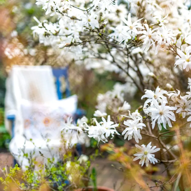 Mały miejski ogródek z kwitnącą magnolią gwiaździstą