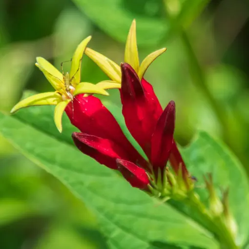 Spigelia marilandica