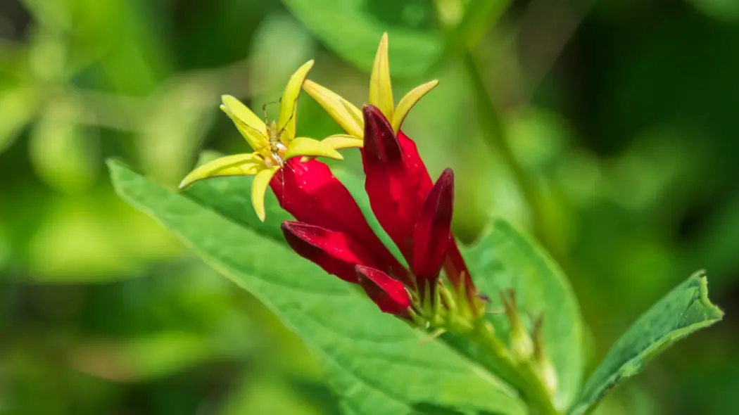Spigelia marilandica - zbliżenie kwiatów