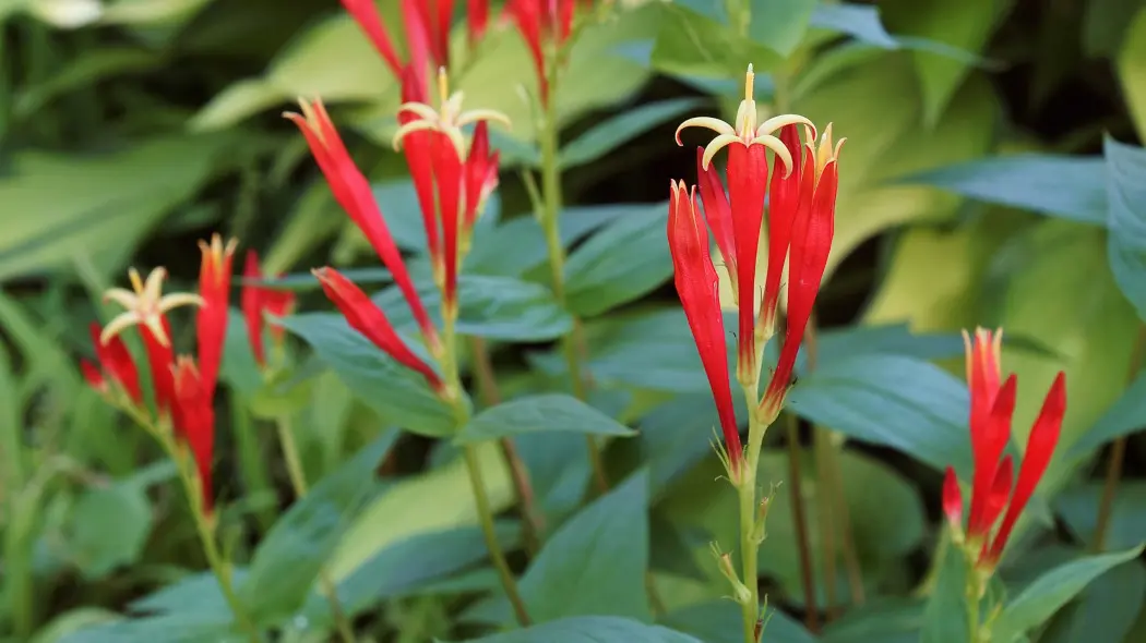 Spigelia Marilandica - kwiatostany