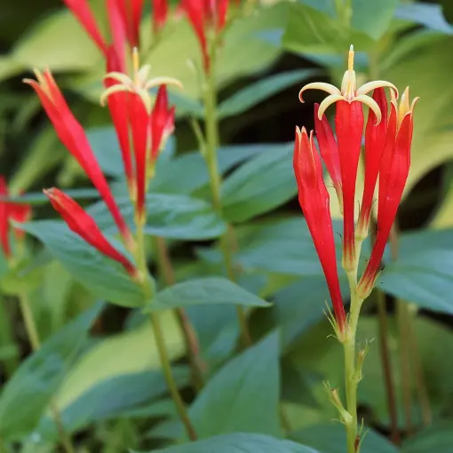 Spigelia marilandica