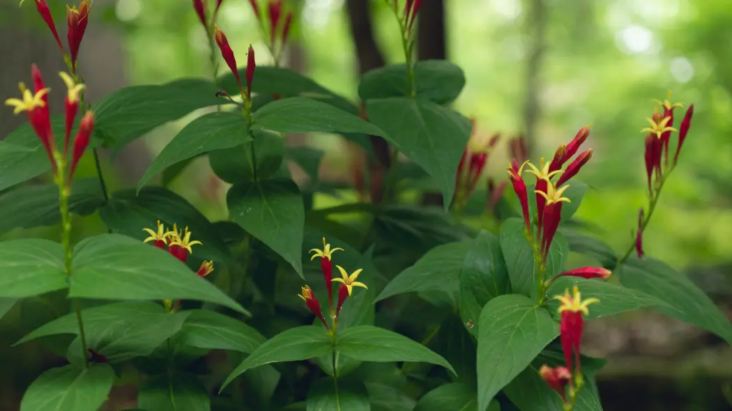 Spigelia marilandica - liście i kwiaty
