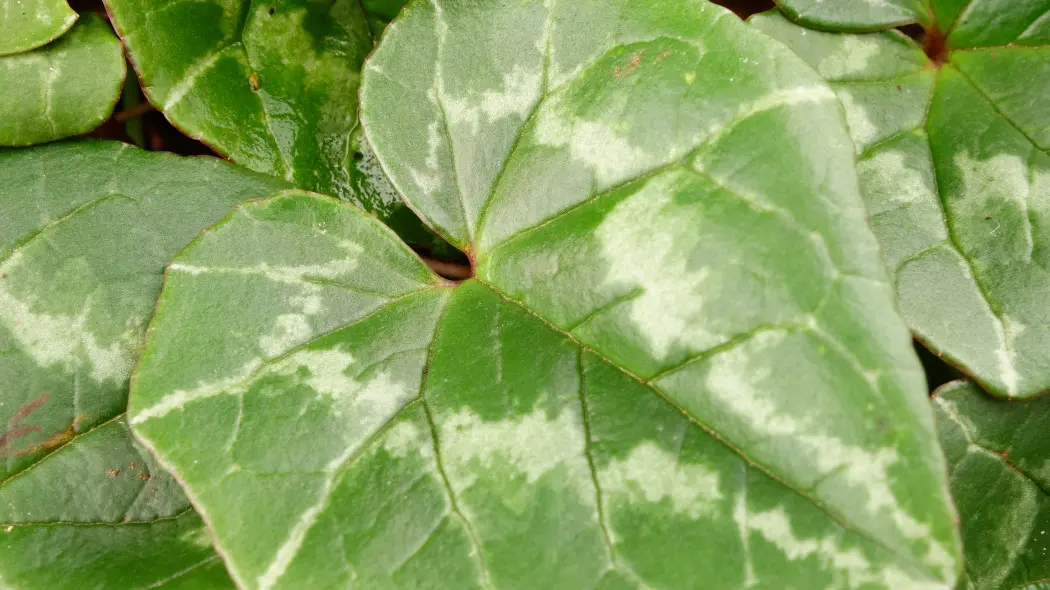 Cyklamen bluszczolistny (Cyclamen hederifolium)