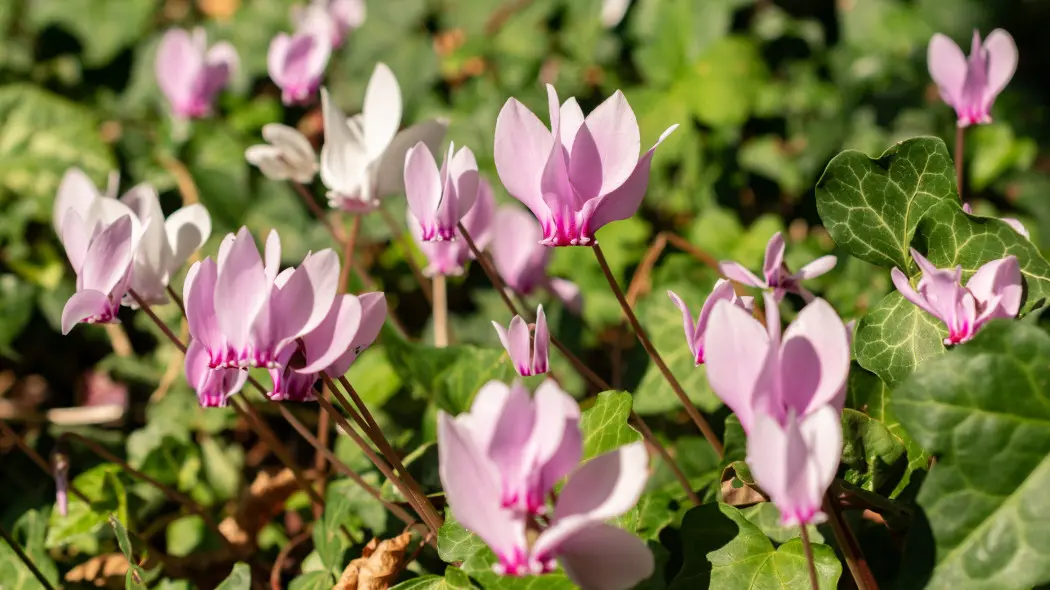 Cyklamen bluszczolistny (Cyclamen hederifolium)