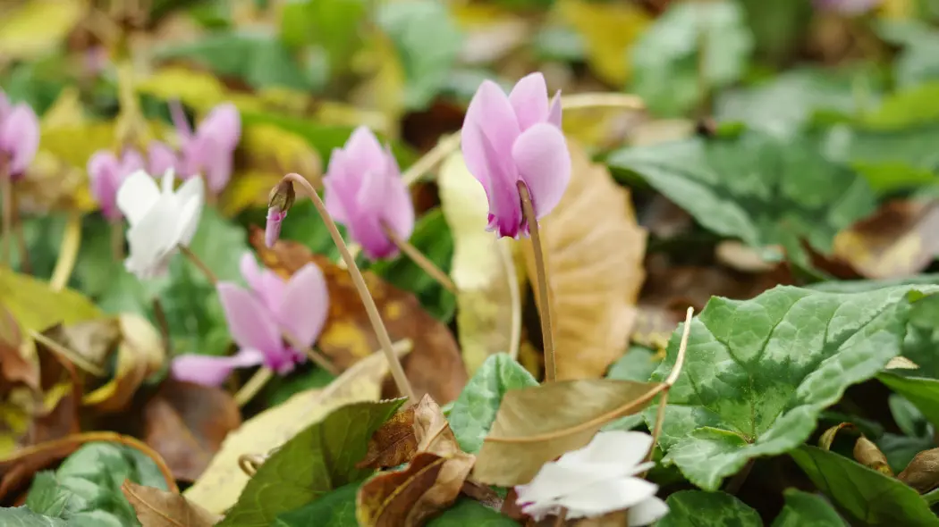 Cyklamen bluszczolistny (Cyclamen hederifolium)