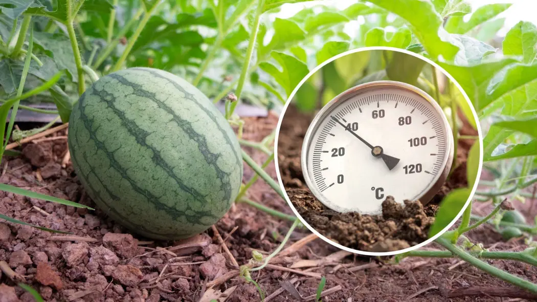 Sadzisz melony? Termometr w glebie to must-have dla rekordowych owoców