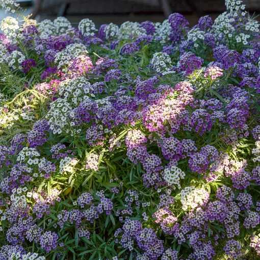 Smagliczka nadmorska / Lobularia