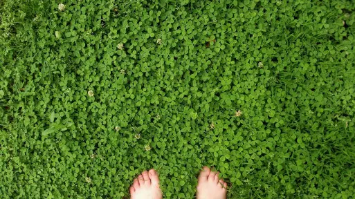 Sekret zdrowego, zielonego i gęstego trawnika. Bez nawożenia, bez pielęgnacji i... bez trawy?