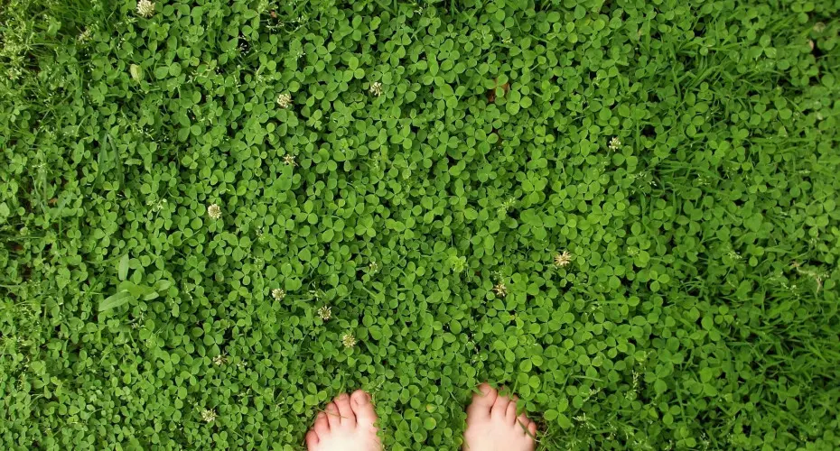 Sekret zdrowego, zielonego i gęstego trawnika. Bez nawożenia, bez pielęgnacji i... bez trawy?