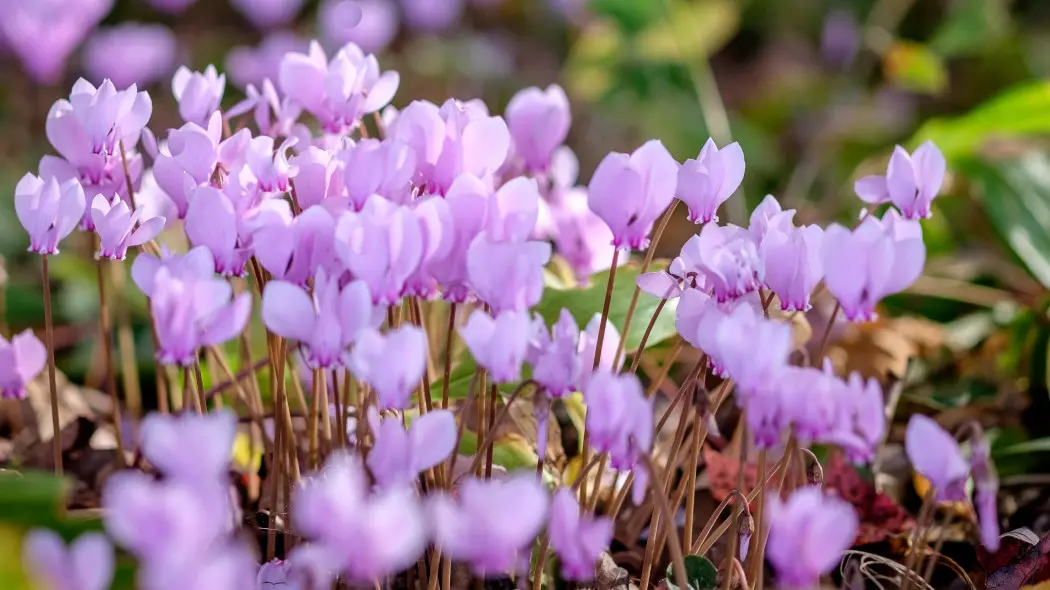 Cyklamen bluszczolistny (Cyclamen hederifolium)