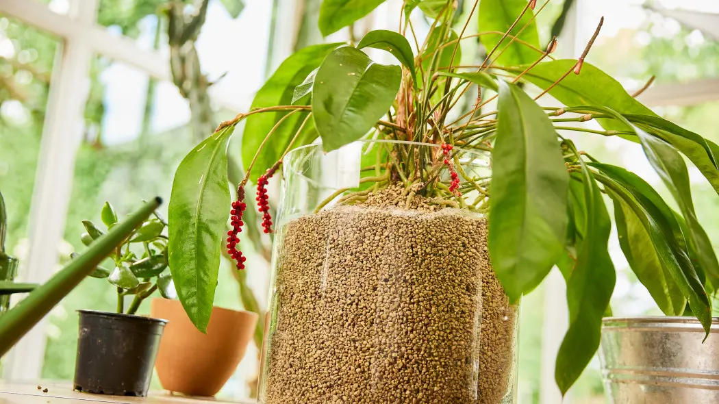 Granuplant Sekret bujnych roślin i zdrowej ziemi – naturalne nawożenie
