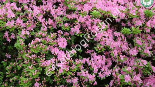 Azalia japońska ‘Kermesina Rosea’