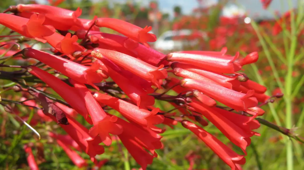 Russelia equisetiformis - kwiaty