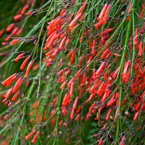 Russelia equisetiformis