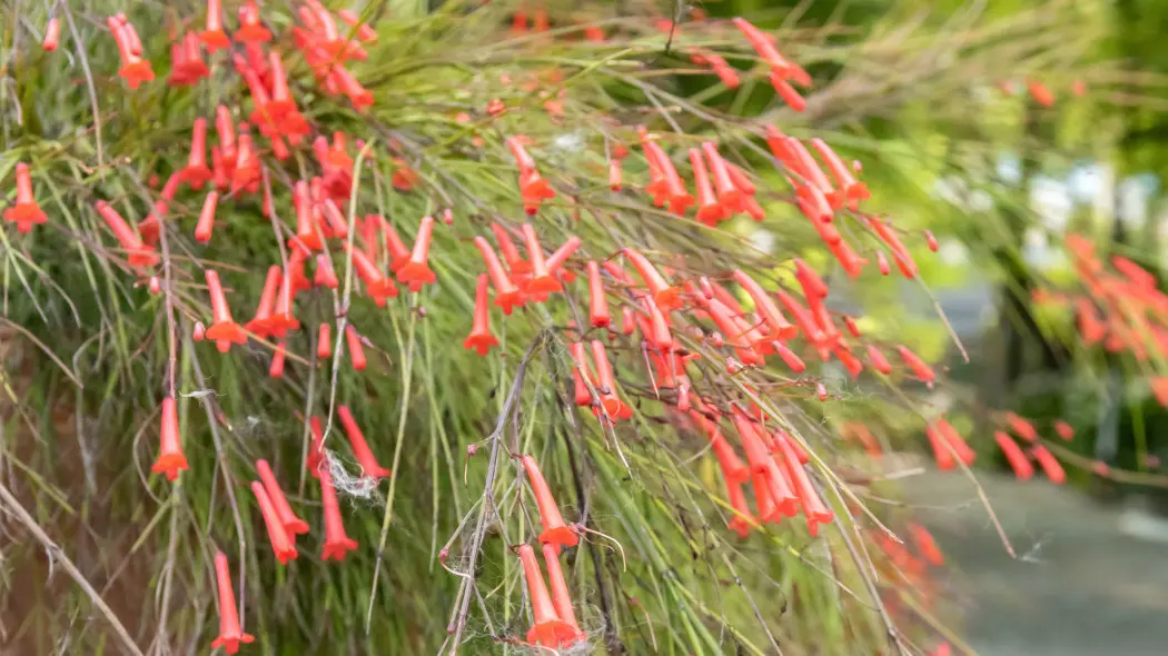 Russelia equisetiformis