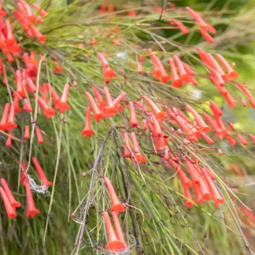 Russelia equisetiformis