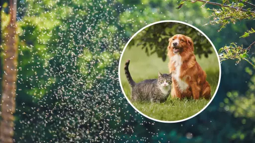 Masz psa lub kota? Uważaj na meszki – mogą być groźniejsze niż myślisz!