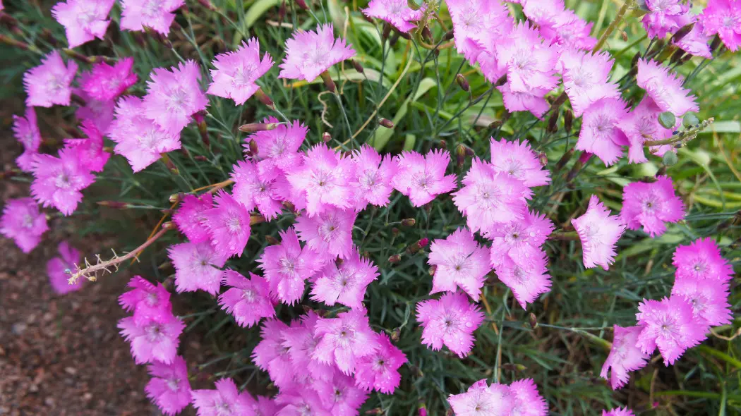 Goździk siny (Dianthus gratianopolitanus