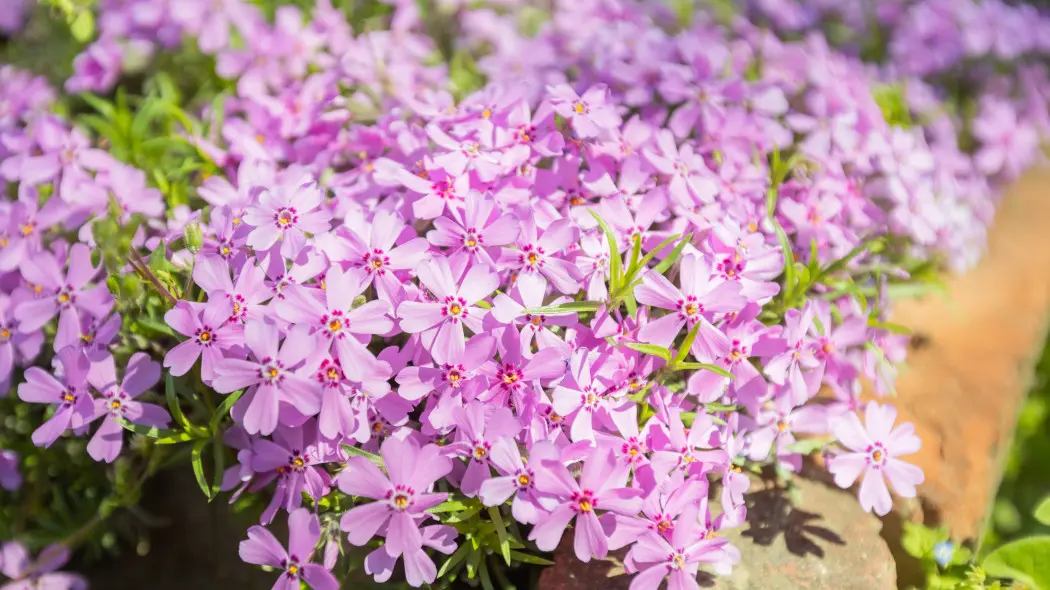Floks szydlasty Phlox subulata